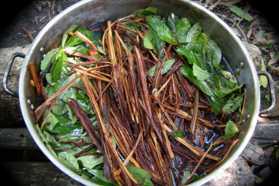 O que preciso saber antes de tomar  chá Ayahuasca