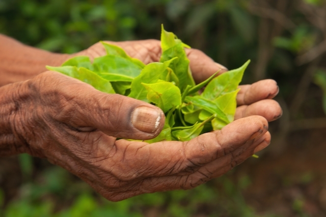 Qual ligação da Ayahuasca com o Xamanismo