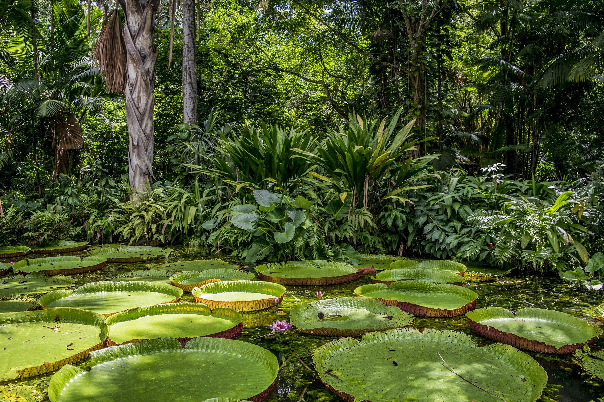 Conheça catalão que impulsionou estudos de ayahuasca no Brasil