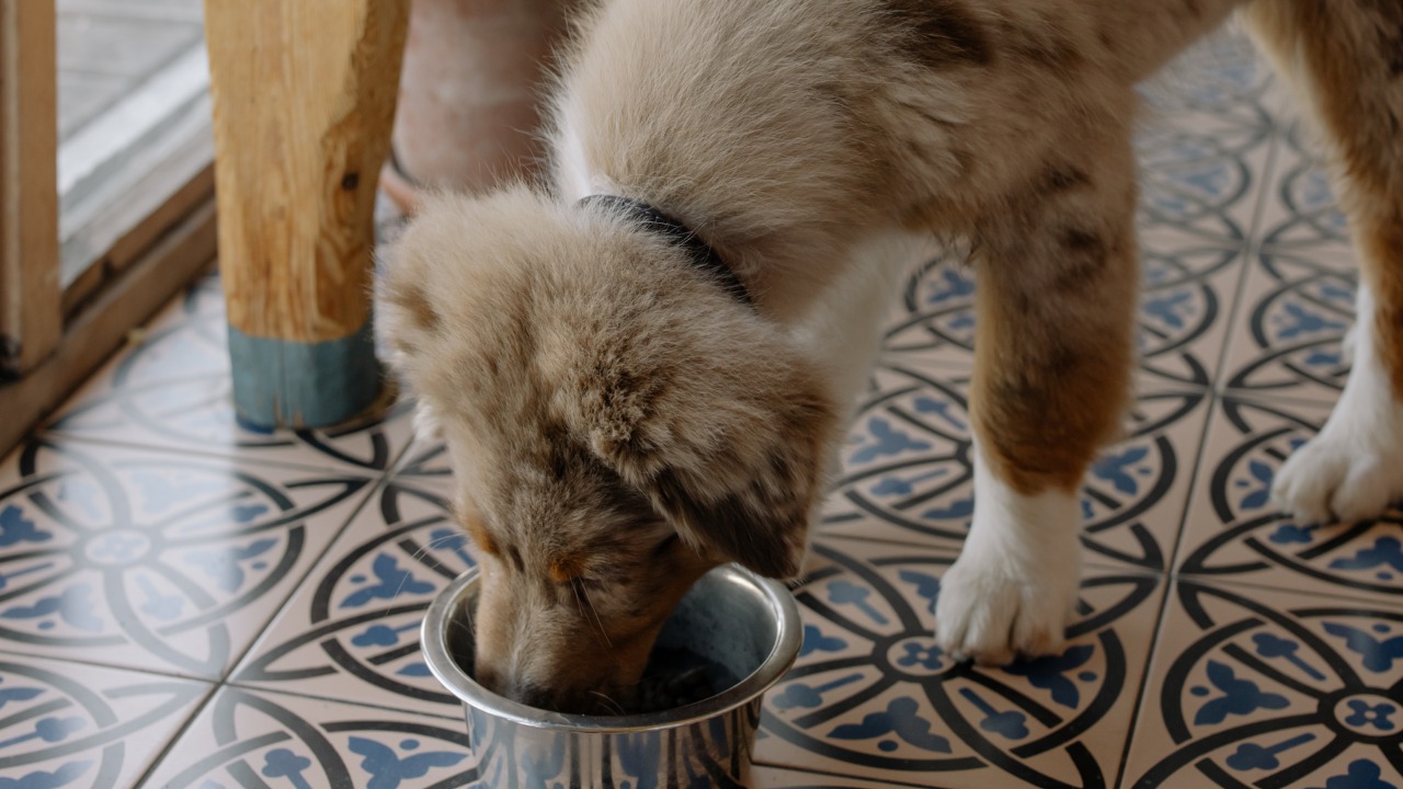 Guts Pet: Marca de alimentos preza pela saúde e essênciados animais