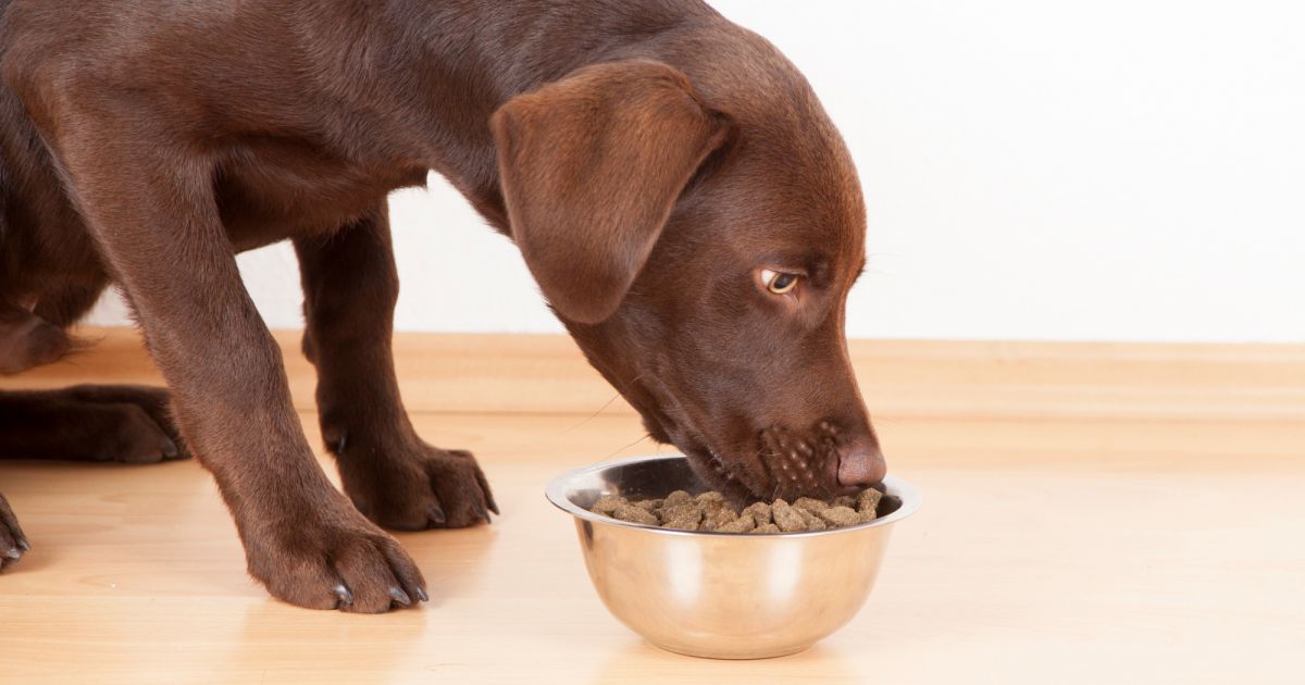 Quanto Tempo Leva Para um Cachorro Digerir a Comida?