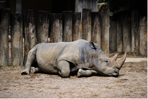 Mundo Animal: o desafio de fazer tomografia em um rinoceronte