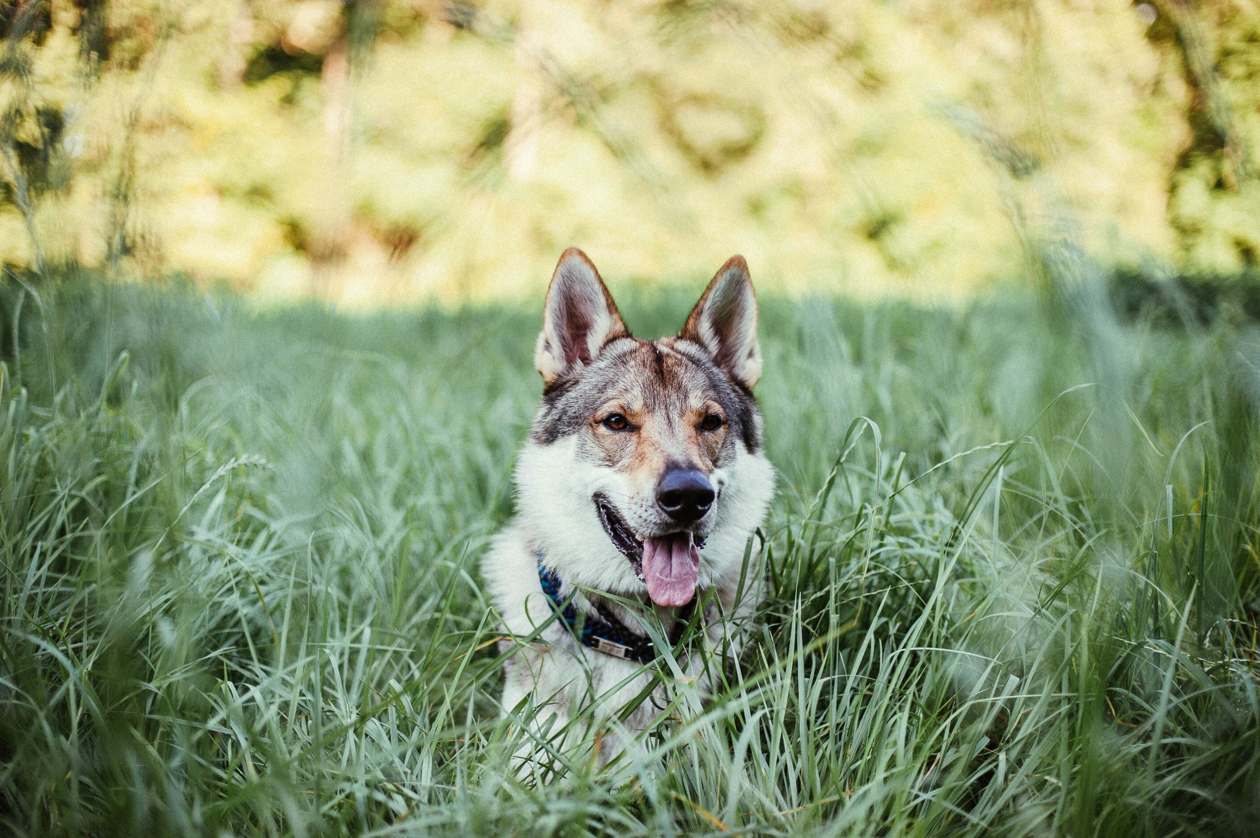 Conheça a raça do cachorro lobo