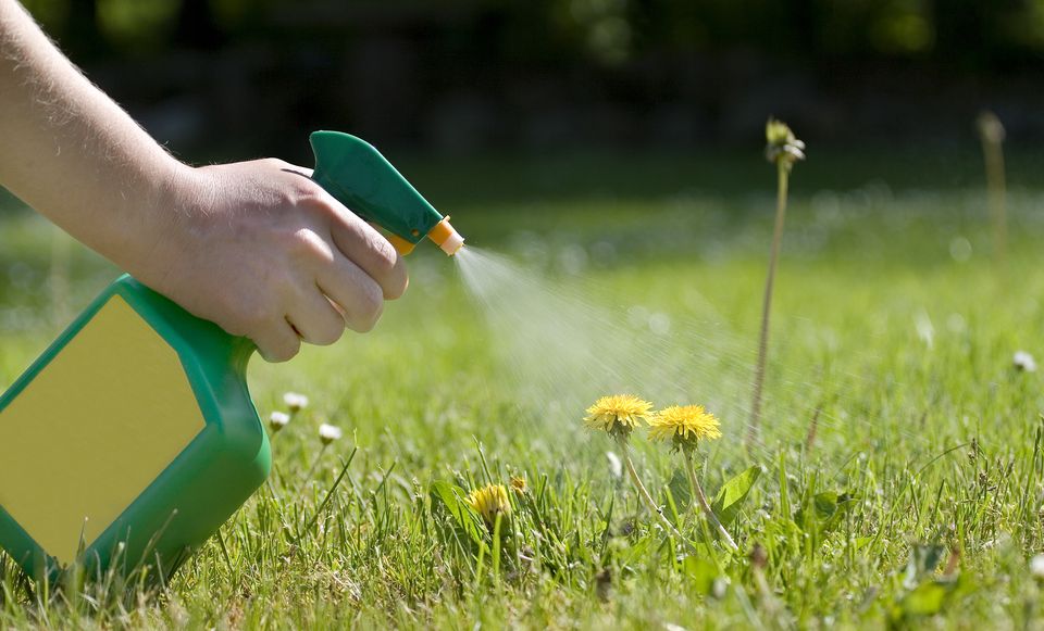 Pragas de Jardim : Quem são as plantas daninhas?