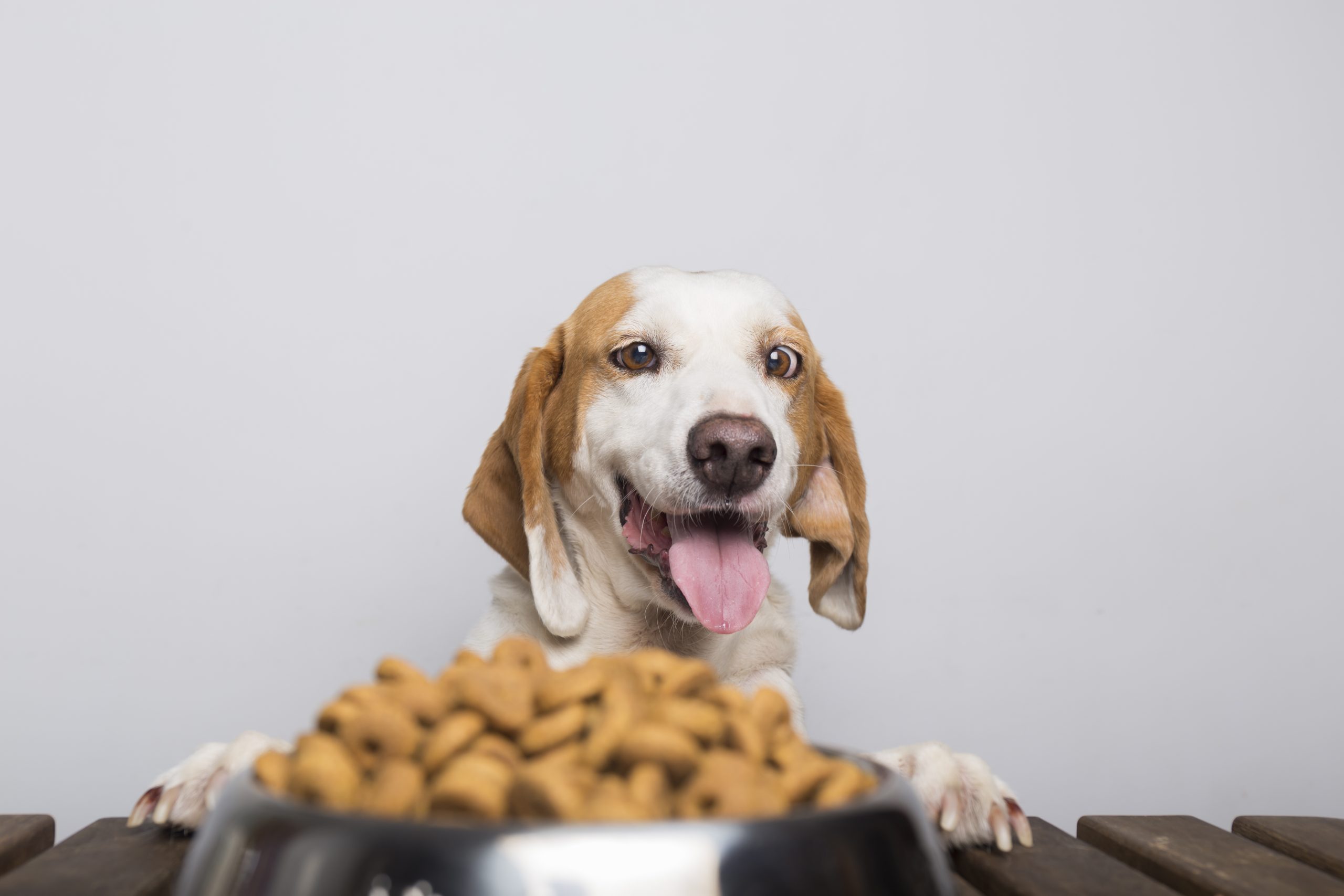 Como alimentar os pets e o que afeta o apetite dos bichos