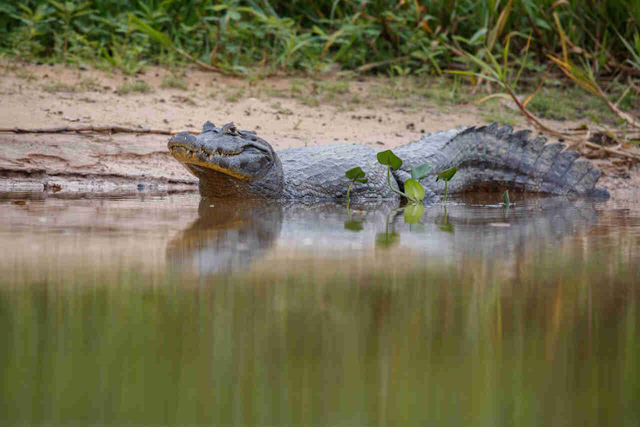 O que significa sonhar com jacaré atacando outra pessoa?